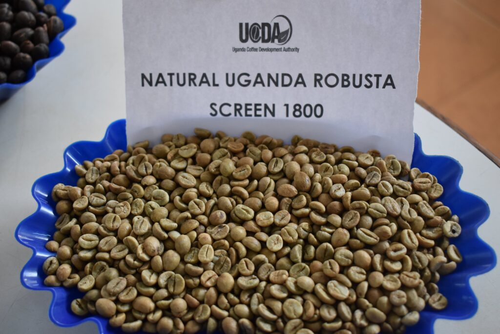 Buy Robusta Uganda Blend | Mt. Elgon & Lowland Robusta | Tribes African Coffee